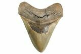 Serrated, Fossil Megalodon Tooth - North Carolina #346335-1